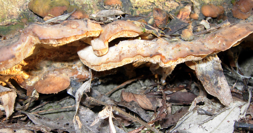 Lignicolo da determinare (Bjerkandera fumosa)